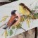 画像3: C.Klein・アンティークポストカード 2羽の鳥 (3)