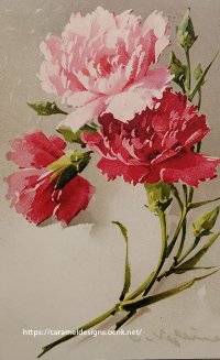 C.Klein・アンティーク・ポストカード、カーネーション