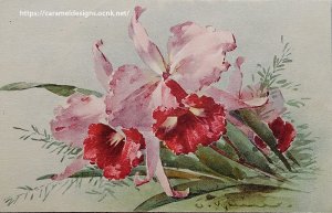 画像2: C.Klein・アンティーク・ポストカード、カトレア