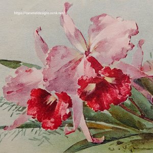 画像1: C.Klein・アンティーク・ポストカード、カトレア
