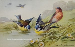 画像2: C.Klein・アンティーク・ポストカード、小鳥たち