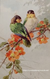 C.Klein・アンティーク・ポストカード、インコ