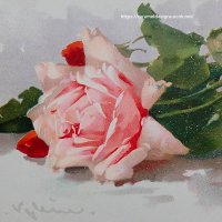 C.Klein・アンティーク・ポストカード、レッドローズ