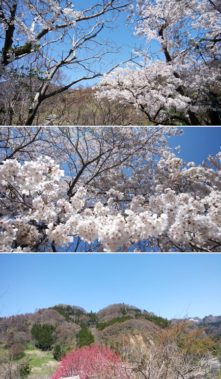 今、桜満開です！