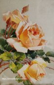 画像1: C.Klein・アンティークポストカード 薔薇
