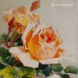 画像2: C.Klein・アンティークポストカード 薔薇