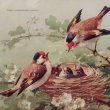 画像1: C.Klein・アンティークポストカード 鳥の家族