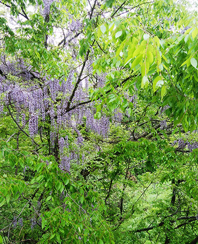 画像: Wisteria