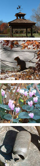 画像: 冬の植物園